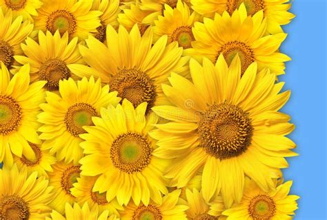 bos van gele bloemen stock afbeelding image  installaties