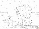 Polar Bear Coloring Pages Cubs Mother Two Printable Colouring Drawing Color Panda Kids Sheet sketch template