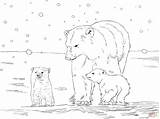 Polar Bear Coloring Pages Cubs Mother Printable Two Colouring Drawing Color Panda Kids Sheet sketch template