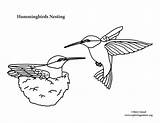 Hummingbirds Nesting sketch template