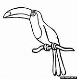Toucan Coloring Flying Bird sketch template