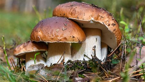 pilze im wald sammeln essbar oder giftig  bestimmten sie arten