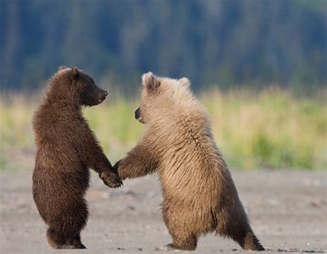 edge   plank cute animals baby bear cubs
