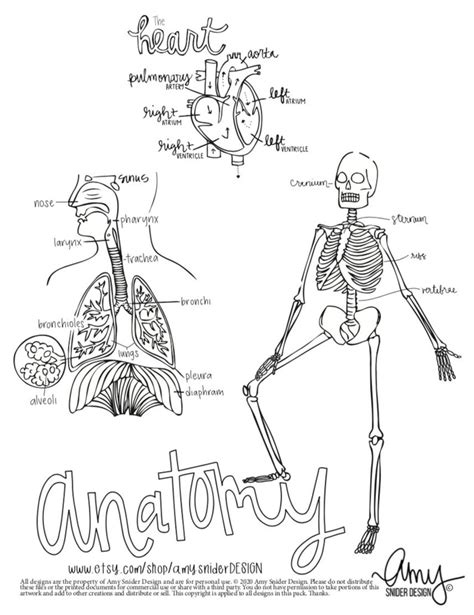 anatomy coloring pages etsy