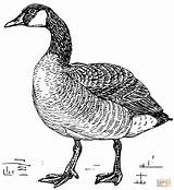 Goose Martinsgans Malvorlage I2clipart Publicdomains Openclipart Kanadagans Marsh Compattezza Cliparts Oca Supercoloring Webstockreview Feedproxy sketch template