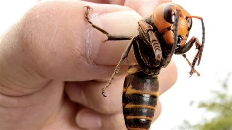 Giant Murder Hornets Spotted In The U S For The First Time
