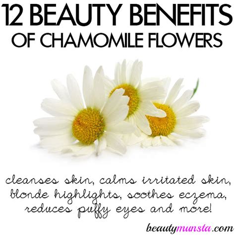 12 Beauty Benefits Of Chamomile Flowers For Skin Hair And More