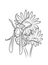 Coloring Wasp Pages Hornet Michaelmas Daisies European sketch template