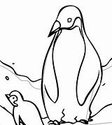 Penguin Coloring Adelie Getcolorings Cute Getdrawings sketch template
