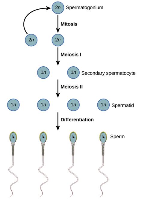 Human Reproductive Anatomy And Gametogenesis Boundless Biology