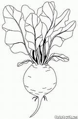 Beet Coloring Pages Colorkid Classic sketch template