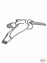 Coloring Pelican Flying Pelicans Pages Drawing Printable Clipart Supercoloring Categories sketch template