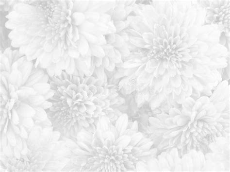 white flower stock illustration illustration  flora