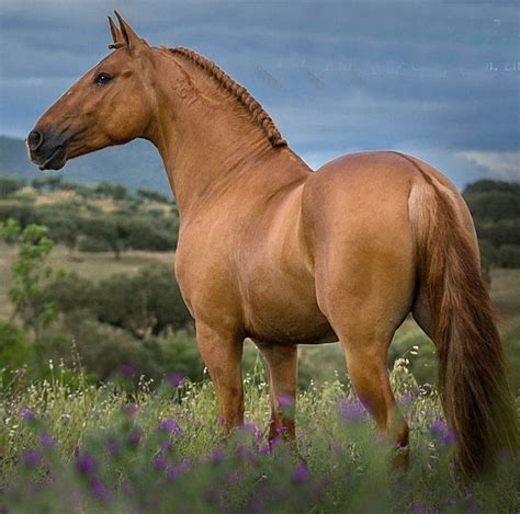 lusitano stallion  rare red dun   breed   chestnuts