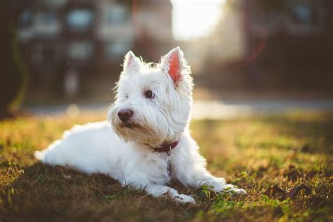 west highland white terrier dog breed information images