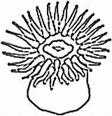 Urchin Clipartmag sketch template