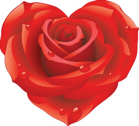rose png image  picture