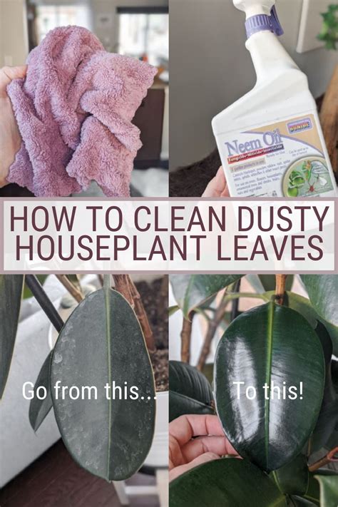 clean dusty houseplant leaves   diy leaf shine