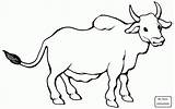 Bull Angus Drawing Bulls Coloring Pages Getdrawings sketch template
