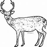 Coloring Deer Spotted Wecoloringpage sketch template