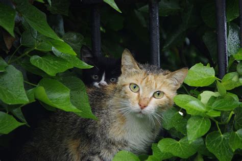 really australia plans to kill feral cats with “curiosity” poison catster
