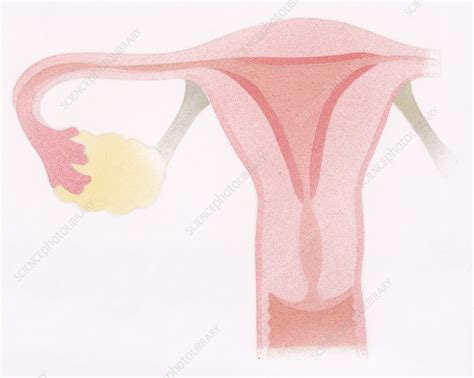 Female Sexual Organs Illustration Stock Image C053 2659 Science
