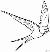 Hirondelle Vogel Oiseau Oiseaux Umriss Tattoo Perroquet Malvorlage Dory sketch template