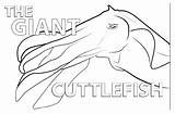 Cuttlefish Coloring 06kb sketch template
