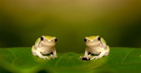 whats  baby frog called   amazing facts   animals