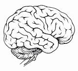 Brain Coloring Pages Getcolorings Colouring sketch template