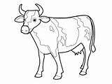 Cow Coloring Pages Outline Printable Kids Clip Cartoon Drawing Clipart Cows Cliparts Simple Clipartbest Library sketch template