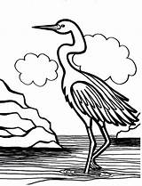 Crane Coloring Bird Swamp Pages Animals Drawing Netart Getcolorings Getdrawings sketch template