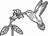 Hummingbird Drawing Line Simple Easy Flower Birds Silhouette Tattoo Outline Drawings Bird Humming Clipart Flowers Hummingbirds Sketch Illustration Paintingvalley Getdrawings sketch template