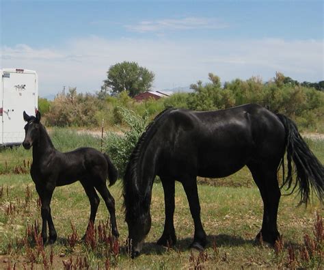 fridse  baby     friesian horse horse breeds friesian