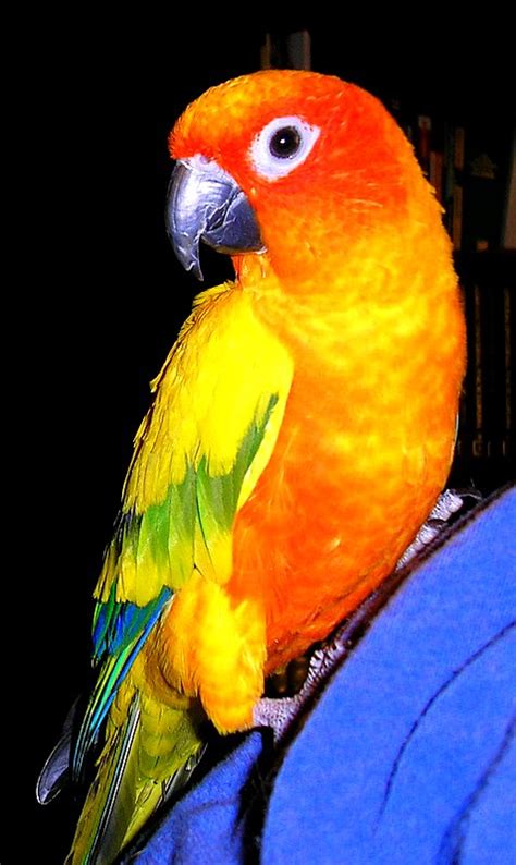 sun conure parrot images