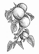 Coloring Apricots Fruit Pages Large Fruits sketch template