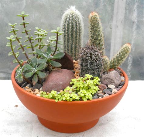 cactus garden indoor plants  lexington ky michlers florist