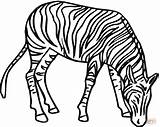 Zebra Coloring Pages Drawing Zebras Head Line Printable Color Clipart Clip Clipartbest Kids Super Gif Sheet Supercoloring Use Cliparts Silhouettes sketch template