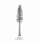 Redwood Sequoia sketch template