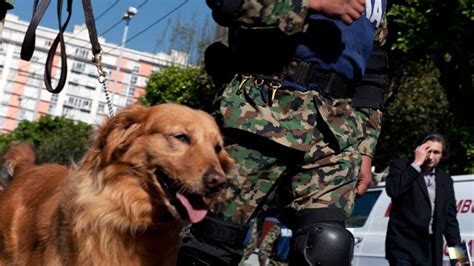 Un Perro Salva A Una Niña Mexicana De Ser Secuestrada Rt