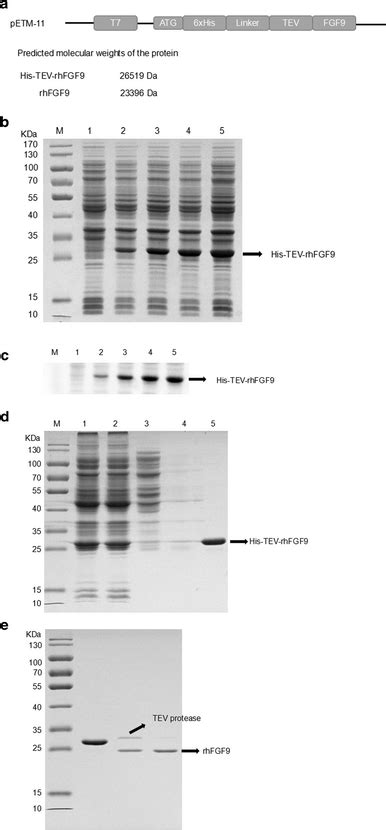 expression  purification   fusion protein  target protein