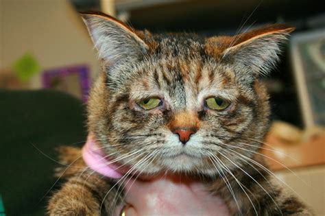 tucker the world s saddest cat who suffers from a genetic condition that makes her face droop