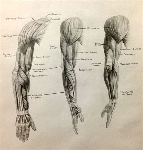 muscle arm drawing  getdrawings