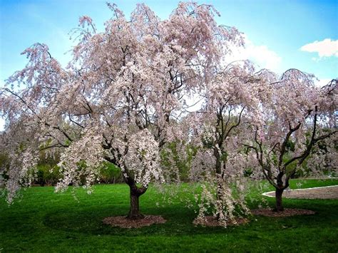 prune  weeping cherry tree hymns  verses