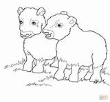Ox Coloring Musk Muskox Babies Costa Cart Template Rica Printable Drawing Supercoloring 1120px 8kb 1200 Categories sketch template
