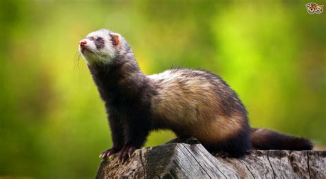 differences   european polecat   domestic ferret petshomes