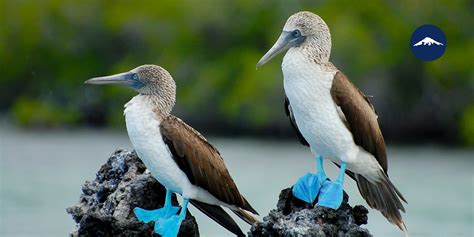 top  galapagos islands animals    missed rebecca adventure