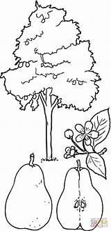 Tree Pear Coloring Pages Color Print sketch template