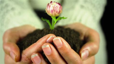 hands holding plant flower ecology stock footage video