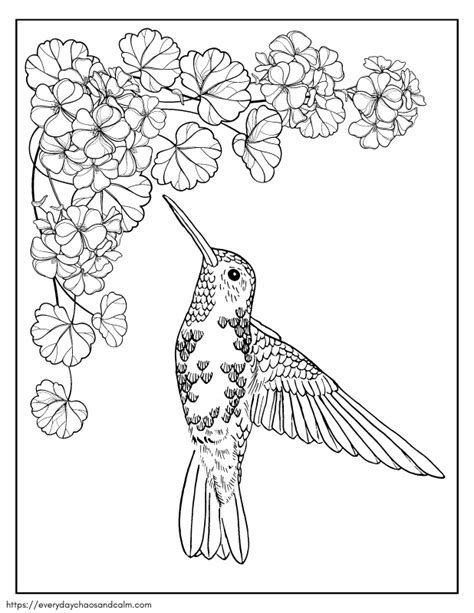 hummingbird coloring pages printable
